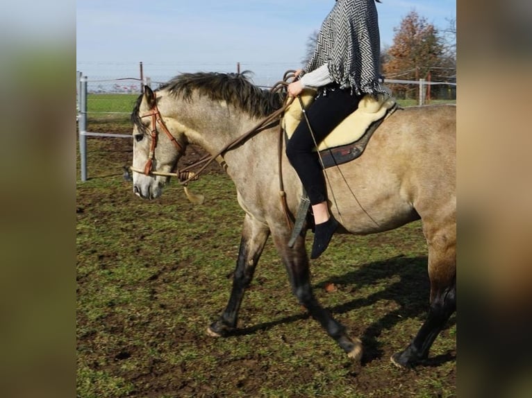 Lusitano Castrone 12 Anni Grigio rossastro in Meerane