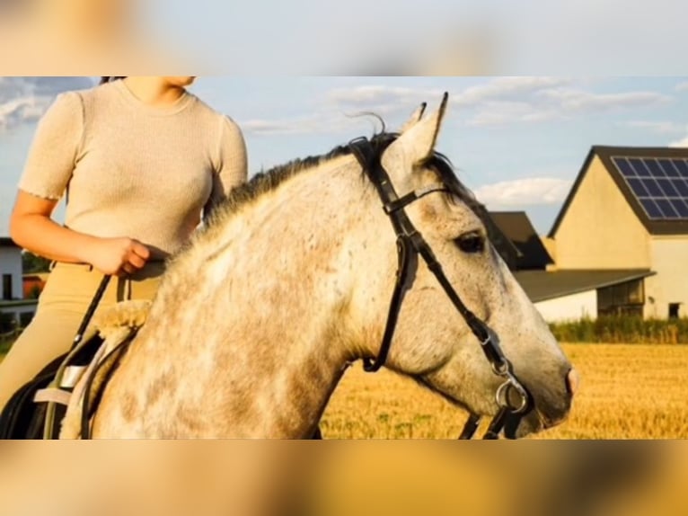 Lusitano Castrone 12 Anni Grigio rossastro in Meerane