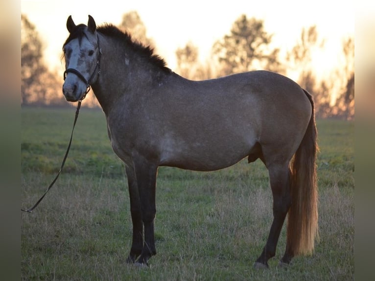 Lusitano Castrone 12 Anni Grigio rossastro in Meerane