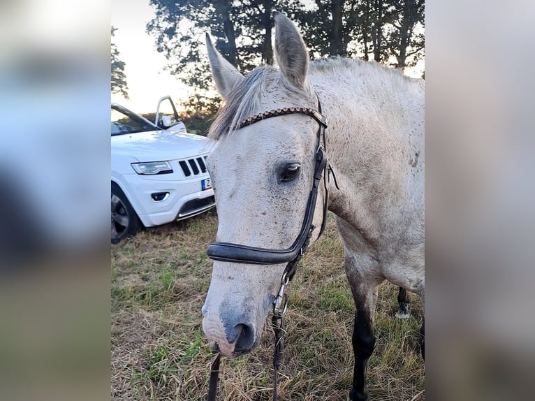 Lusitano Castrone 12 Anni Grigio rossastro in Meerane