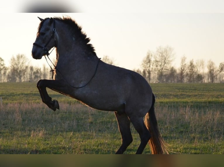 Lusitano Castrone 12 Anni Grigio rossastro in Meerane