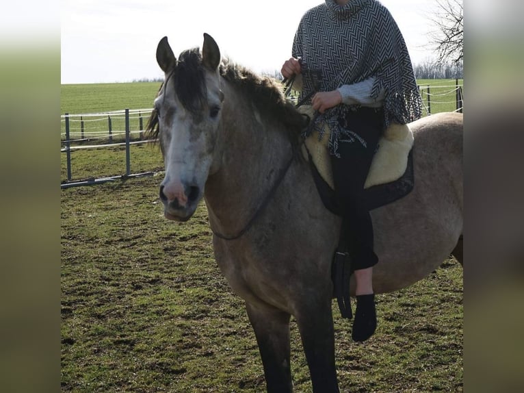 Lusitano Castrone 12 Anni Grigio rossastro in Meerane