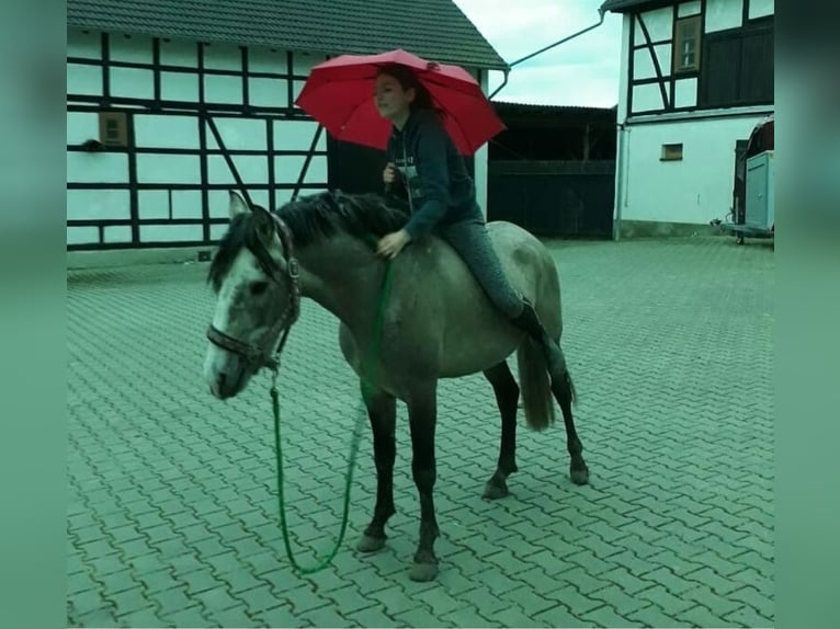 Lusitano Castrone 12 Anni Grigio rossastro in Meerane