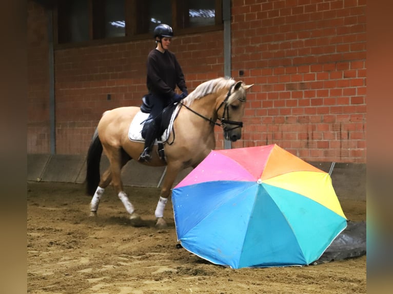 Lusitano Mix Castrone 13 Anni 150 cm Palomino in Uelsen