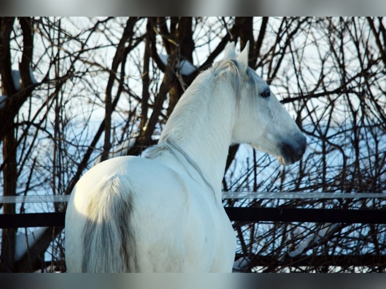 Lusitano Castrone 13 Anni 154 cm Grigio in Boppard