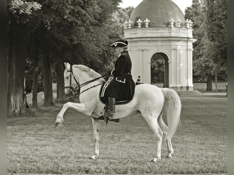 Lusitano Castrone 13 Anni 154 cm Grigio in Boppard