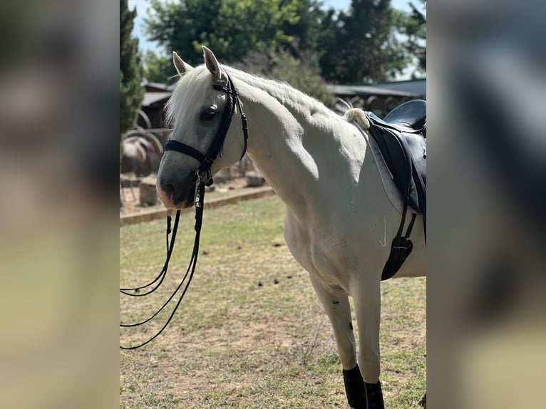 Lusitano Castrone 13 Anni 159 cm Grigio in Grajera