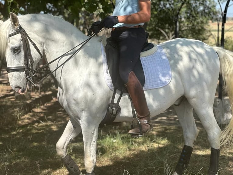 Lusitano Castrone 13 Anni 159 cm Grigio in Grajera