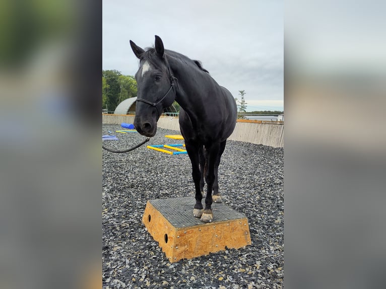 Lusitano Castrone 13 Anni 160 cm Morello in Renningen