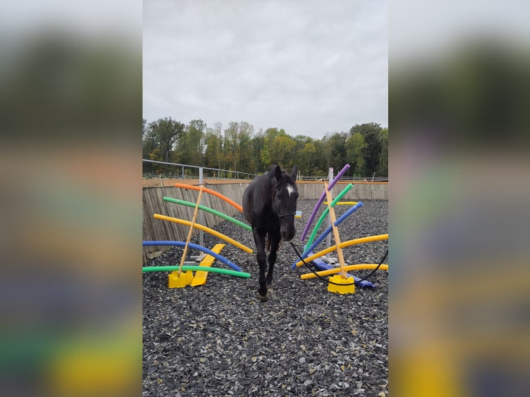 Lusitano Castrone 13 Anni 160 cm Morello in Renningen