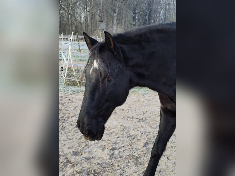 Lusitano Castrone 13 Anni 160 cm Morello in Renningen