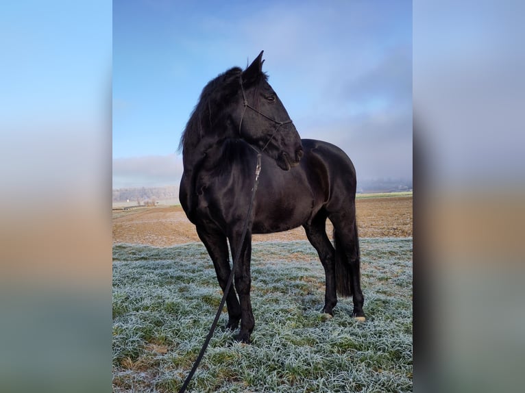 Lusitano Castrone 13 Anni 160 cm Morello in Renningen