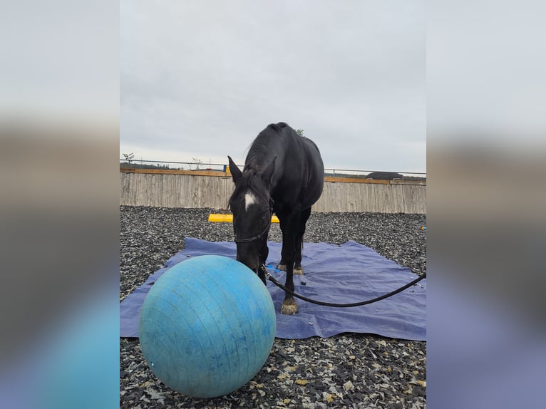 Lusitano Castrone 13 Anni 160 cm Morello in Renningen