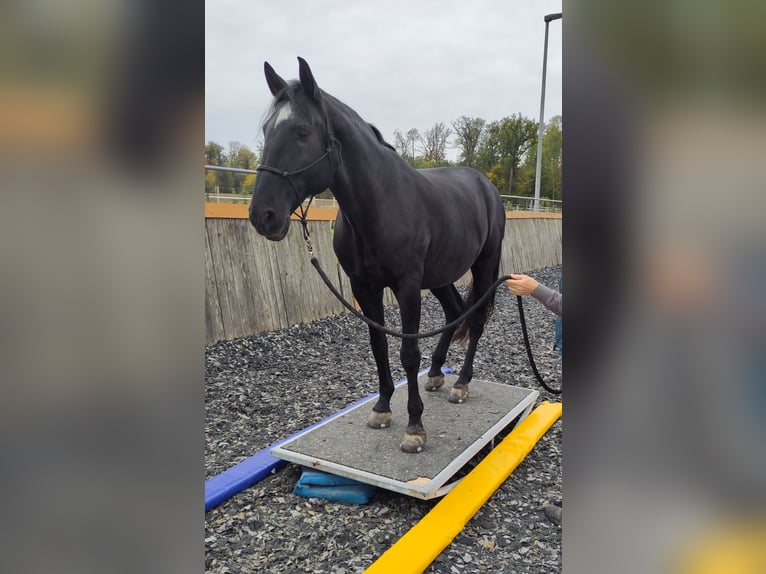 Lusitano Castrone 13 Anni 160 cm Morello in Renningen