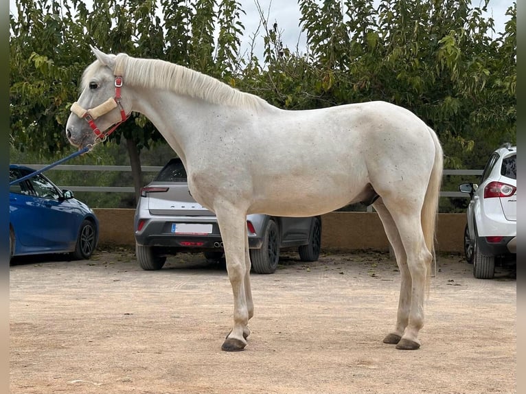 Lusitano Castrone 13 Anni 161 cm Grigio in Madrid