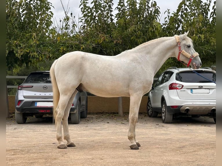 Lusitano Castrone 13 Anni 161 cm Grigio in Madrid