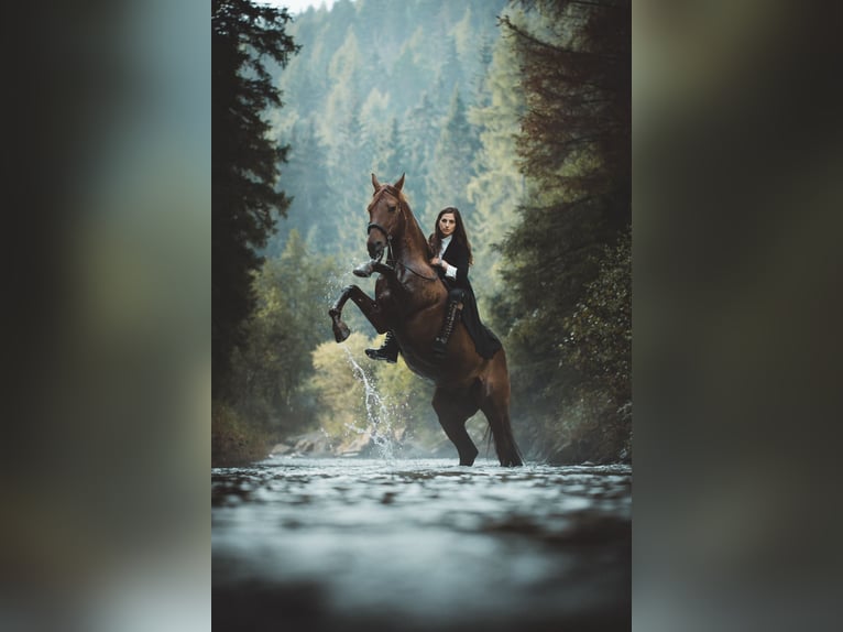 Lusitano Castrone 13 Anni 162 cm Sauro in Toblach
