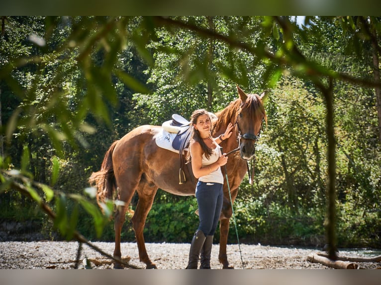 Lusitano Castrone 13 Anni 162 cm Sauro in Toblach