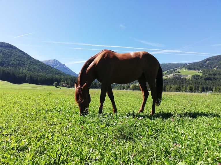 Lusitano Castrone 13 Anni 162 cm Sauro in Toblach