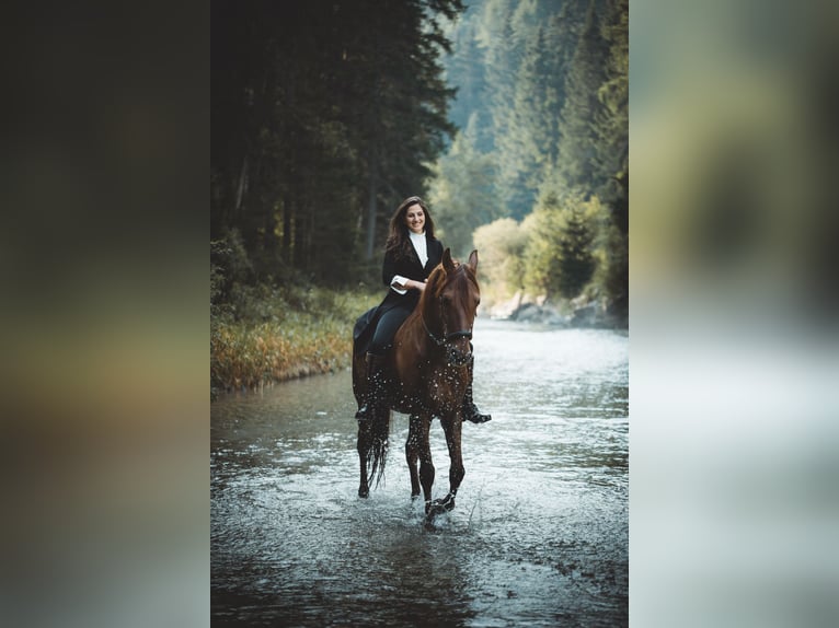 Lusitano Castrone 13 Anni 162 cm Sauro in Toblach