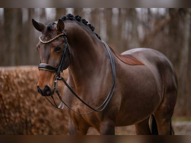 Lusitano Castrone 13 Anni 163 cm Baio scuro in Wehringen