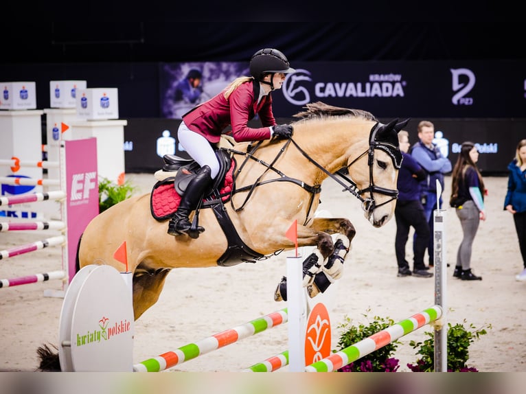 Lusitano Castrone 13 Anni 164 cm Falbo in Stary Kraszew