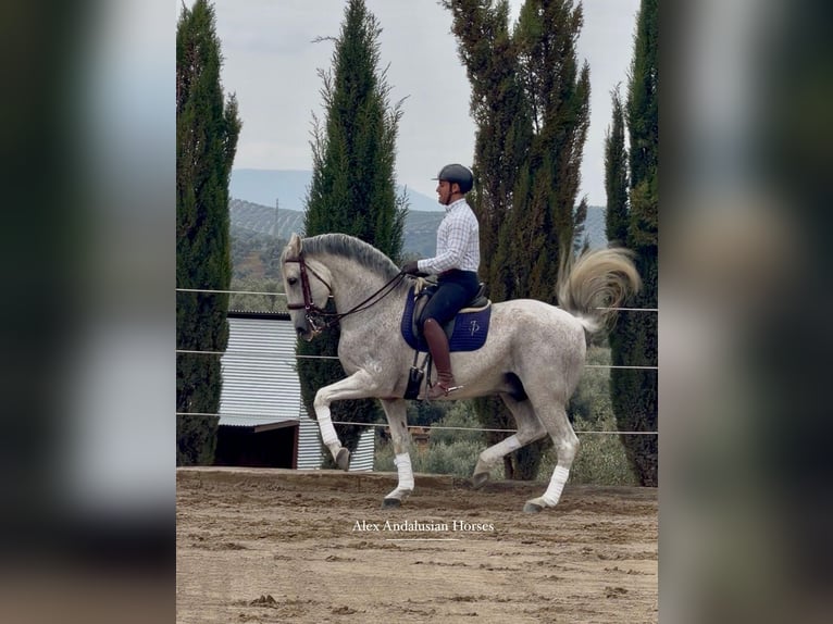 Lusitano Castrone 13 Anni 164 cm Grigio trotinato in Sevilla
