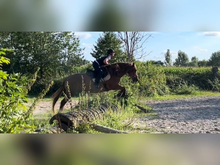 Lusitano Castrone 13 Anni 164 cm Sauro in Karlsruhe