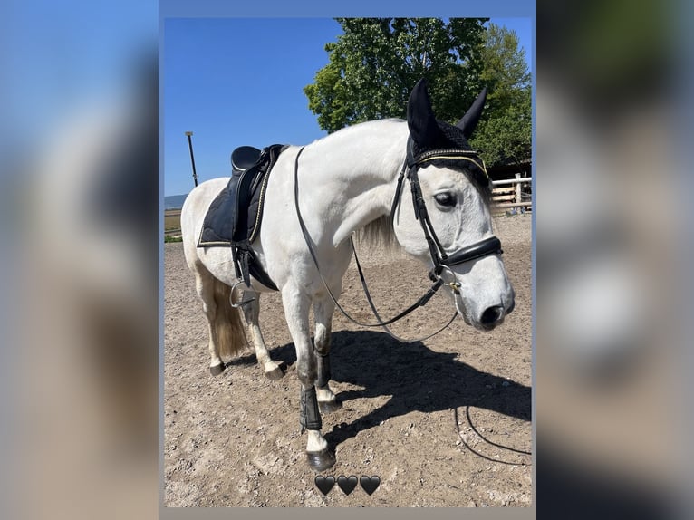 Lusitano Mix Castrone 13 Anni 165 cm Grigio in Venningen