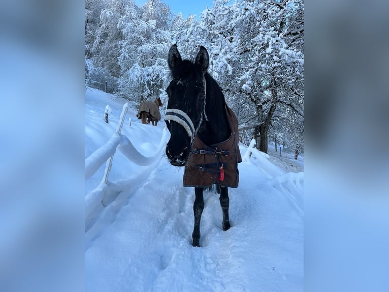 Lusitano Castrone 13 Anni 165 cm Morello in Hemmental