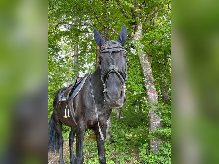 Lusitano Castrone 13 Anni 165 cm Morello in Hemmental