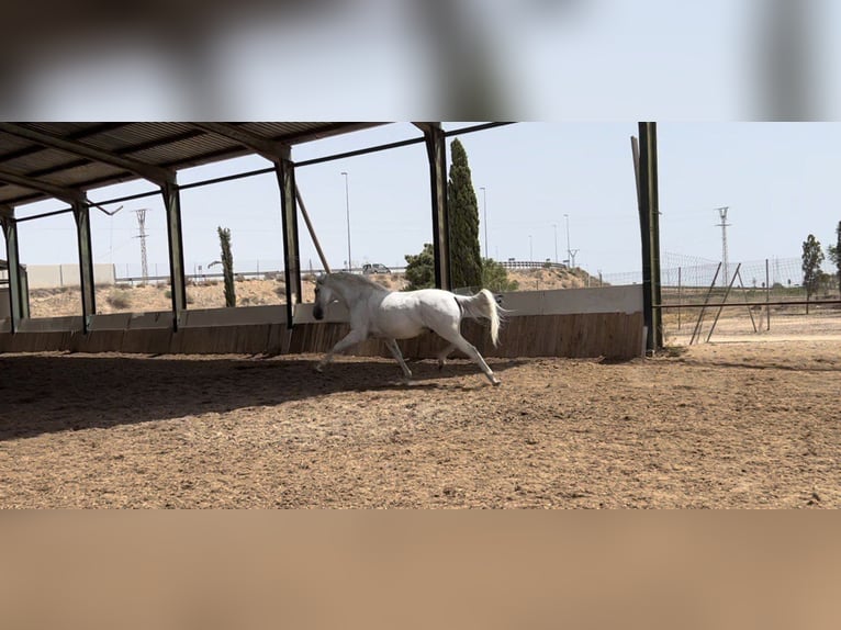 Lusitano Castrone 13 Anni 166 cm Grigio in Miranda