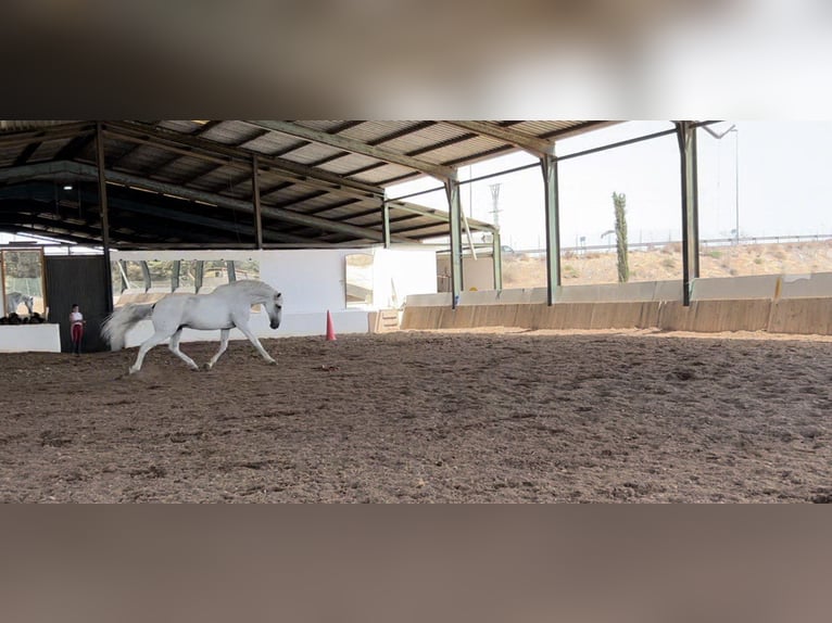 Lusitano Castrone 13 Anni 166 cm Grigio in Miranda