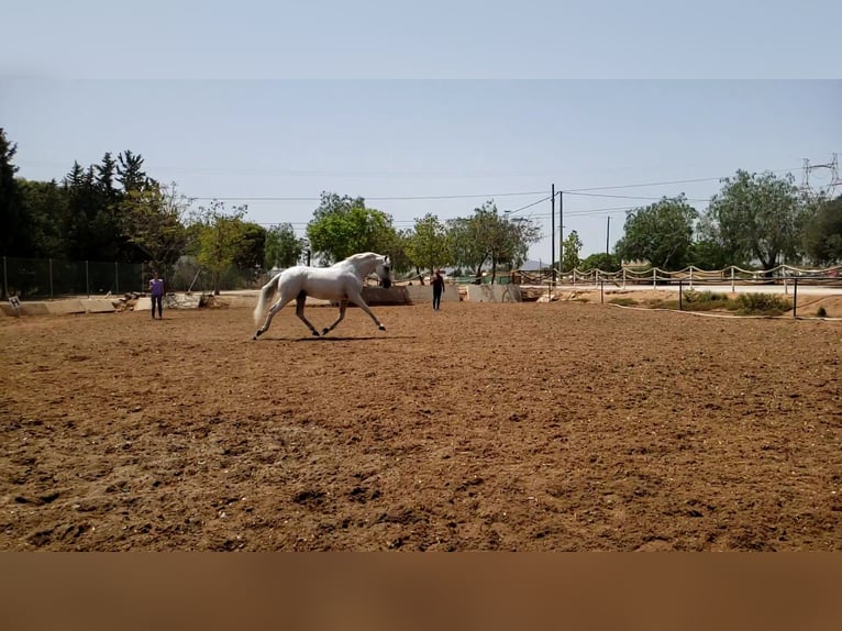 Lusitano Castrone 13 Anni 166 cm Grigio in Miranda