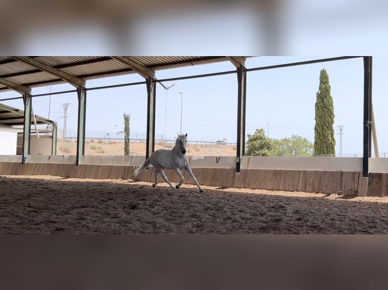 Lusitano Castrone 13 Anni 166 cm Grigio in Miranda