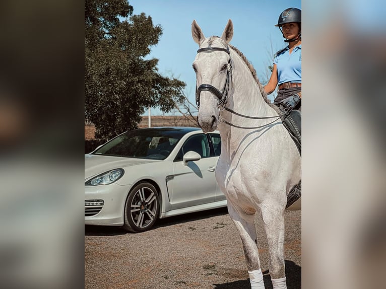 Lusitano Castrone 13 Anni 167 cm Bianco in Badajoz