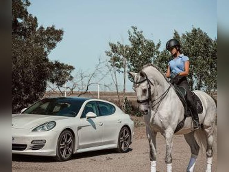 Lusitano Mix Castrone 13 Anni 167 cm Grigio in Sevilla