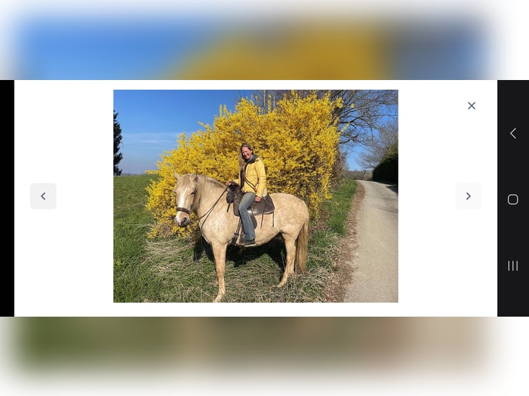 Lusitano Mix Castrone 13 Anni 170 cm Falbo in Bleienbach