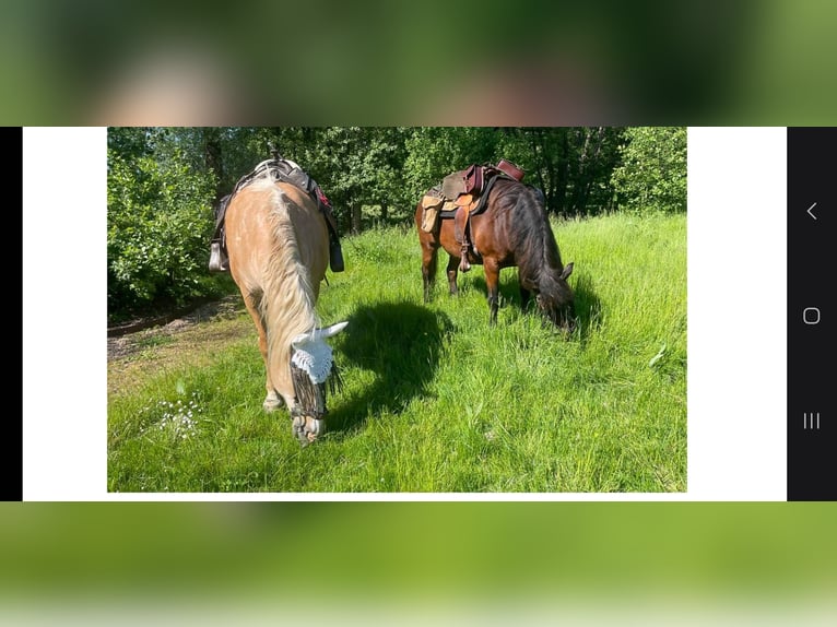 Lusitano Mix Castrone 13 Anni 170 cm Falbo in Bleienbach