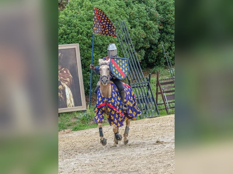Lusitano Mix Castrone 13 Anni 170 cm Palomino in Santok
