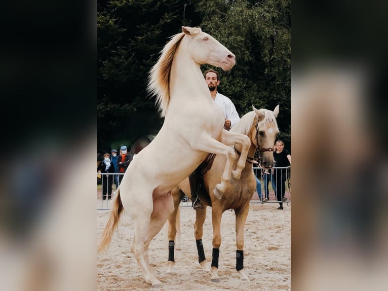 Lusitano Mix Castrone 13 Anni 170 cm Palomino in Santok