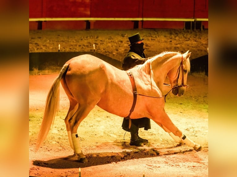 Lusitano Mix Castrone 13 Anni 170 cm Palomino in Santok