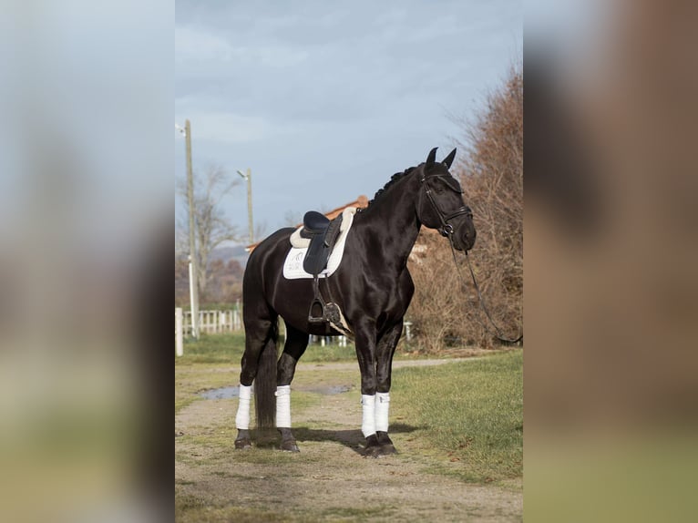 Lusitano Castrone 13 Anni 176 cm Morello in sardieu