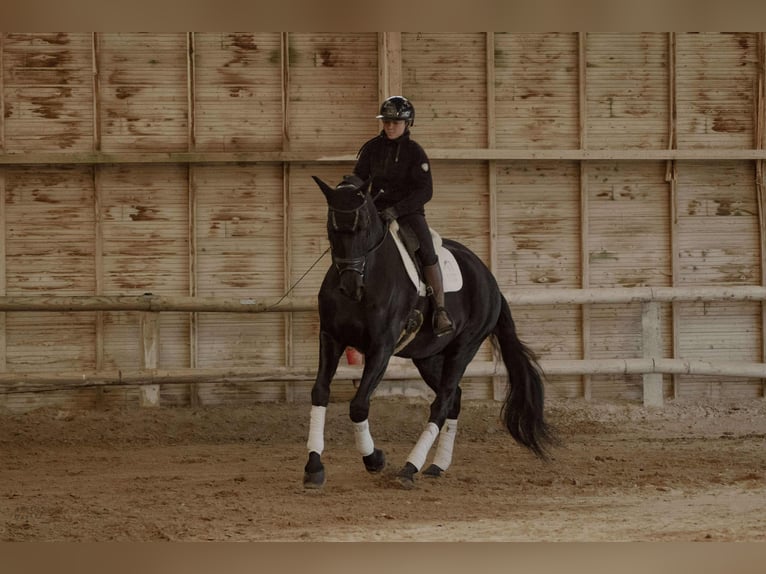 Lusitano Castrone 13 Anni 176 cm Morello in sardieu