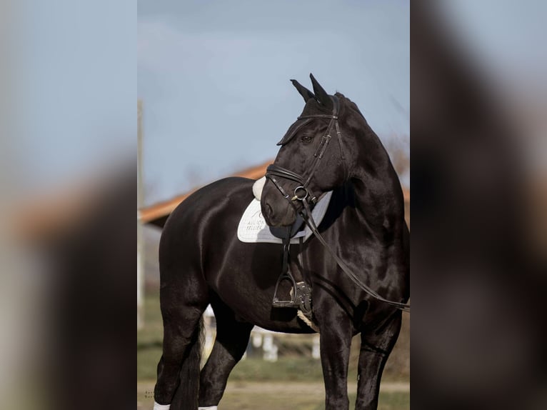 Lusitano Castrone 13 Anni 176 cm Morello in sardieu