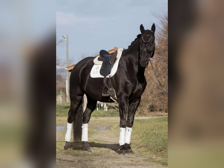 Lusitano Castrone 13 Anni 176 cm Morello in sardieu