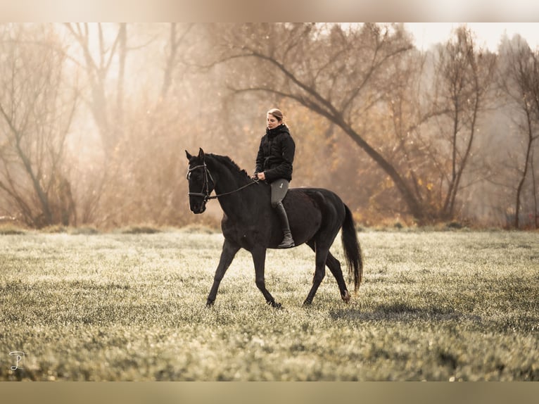 Lusitano Castrone 14 Anni 154 cm Morello in Schwanstetten