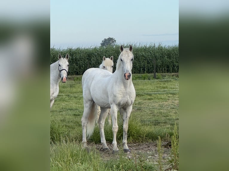 Lusitano Castrone 14 Anni 156 cm Grigio in Arles