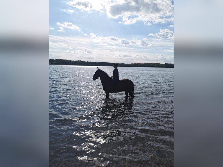 Lusitano Castrone 14 Anni 157 cm Baio in Leipzig
