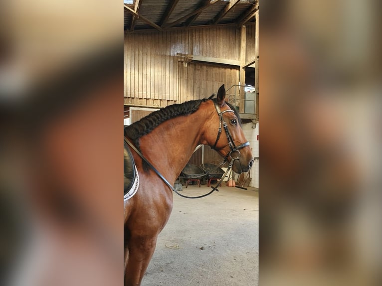 Lusitano Castrone 14 Anni 160 cm in Hamburg Allermöhe